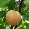 800px nashi pear