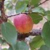 Abricotier Rouge du Roussillon