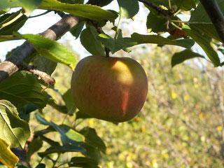 Reinette d angleterre