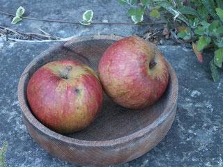 Reinette de l ariege