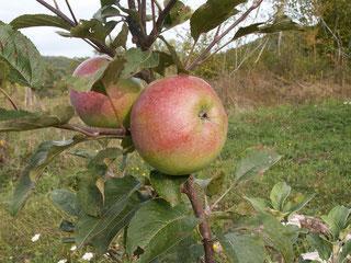 Teint frais du sud ouest